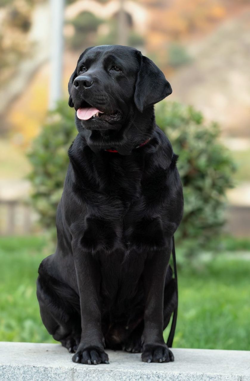 Black Labrador sitting on a low wall in a park