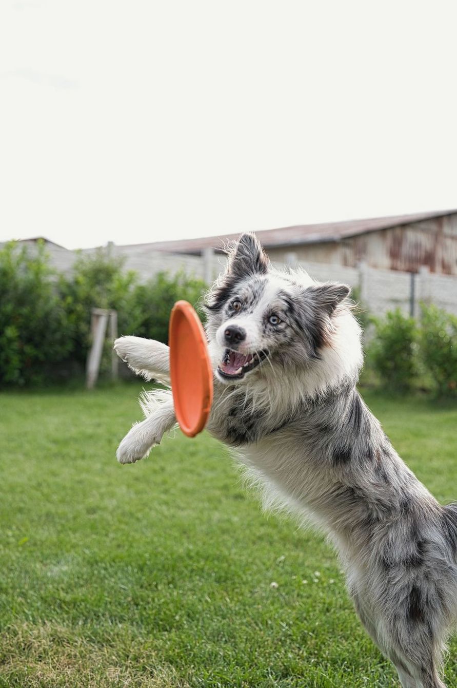 Border Collie leaping for an orange disc