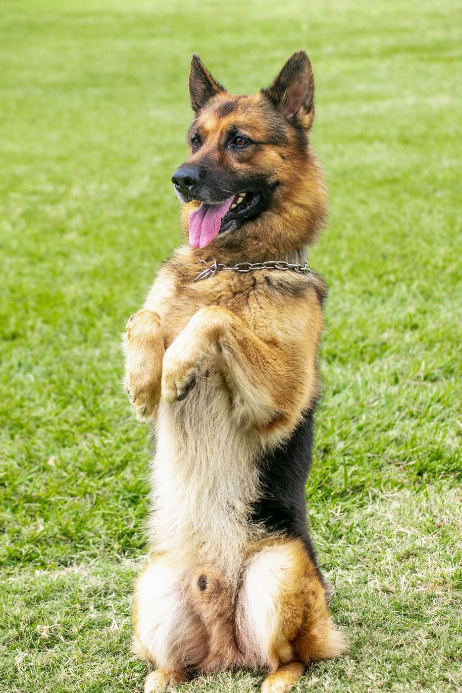 German Shepherd sitting up in the grass