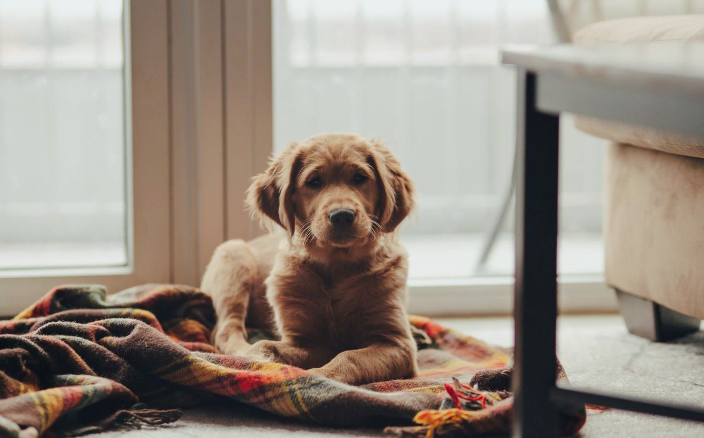 Golden puppy resting on a plaid blanket by a window