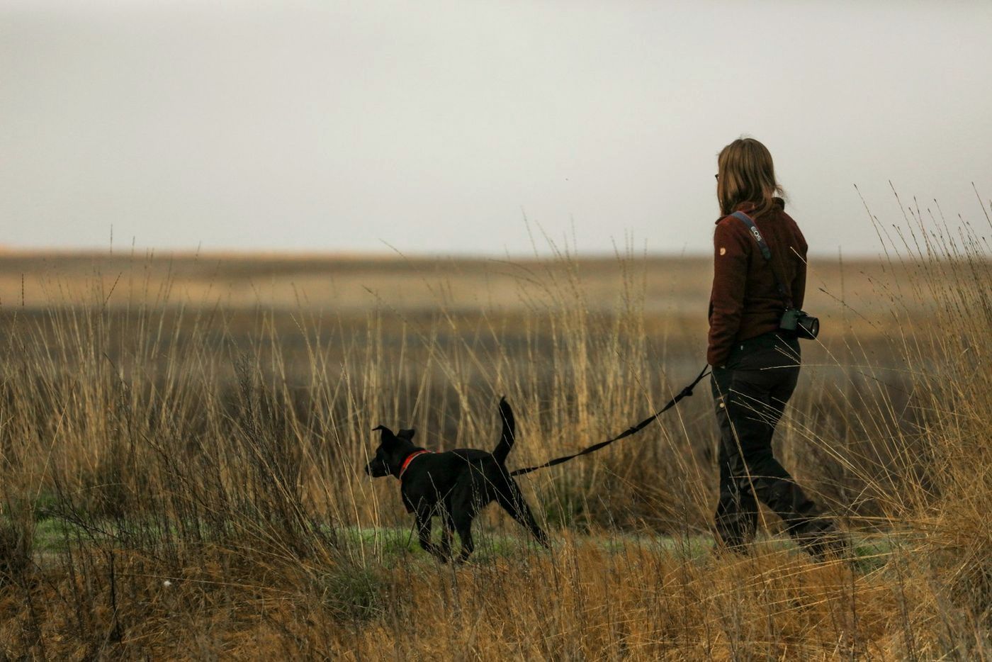 A person walking a black dog on leash through a dry meadow