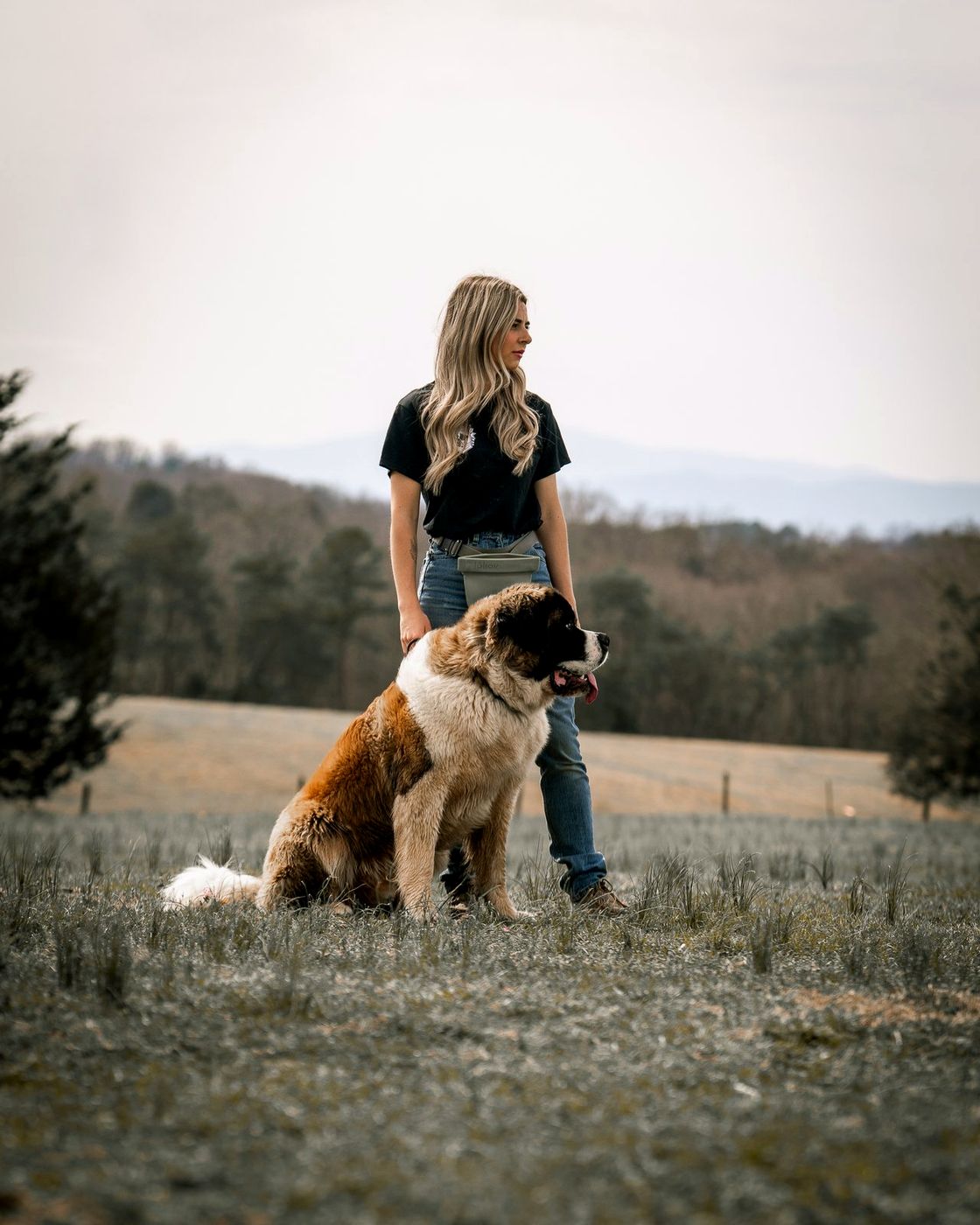 A trainer glances aside as a Saint Bernard sits beside her in a field