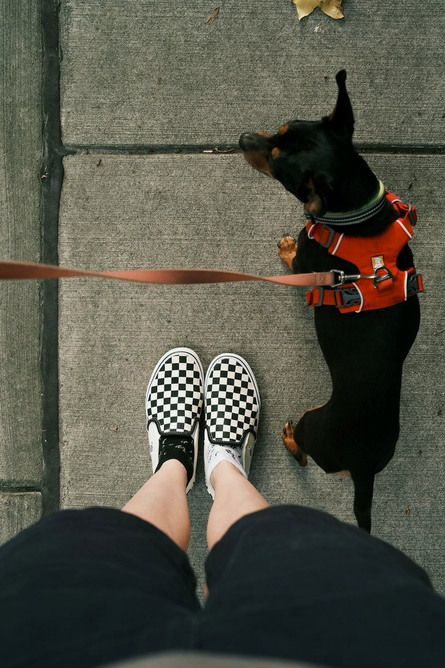 Small dog in a harness on leash seen from above beside sneakers