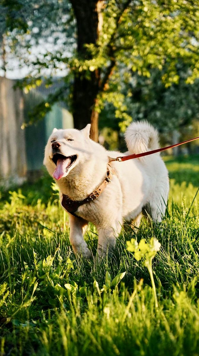 White dog on a leash in sunlit spring grass