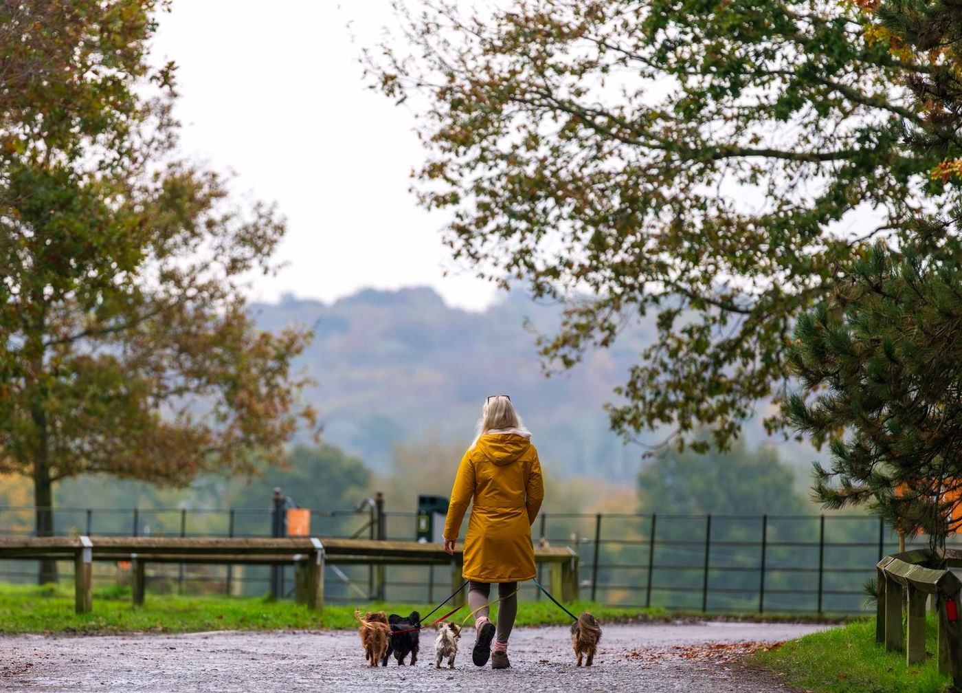 A woman in a mustard coat walking three small dogs at a park viewpoint