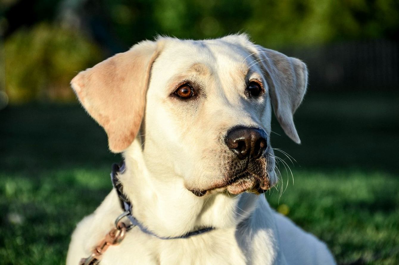 Yellow Labrador in a dark green field looking sideways
